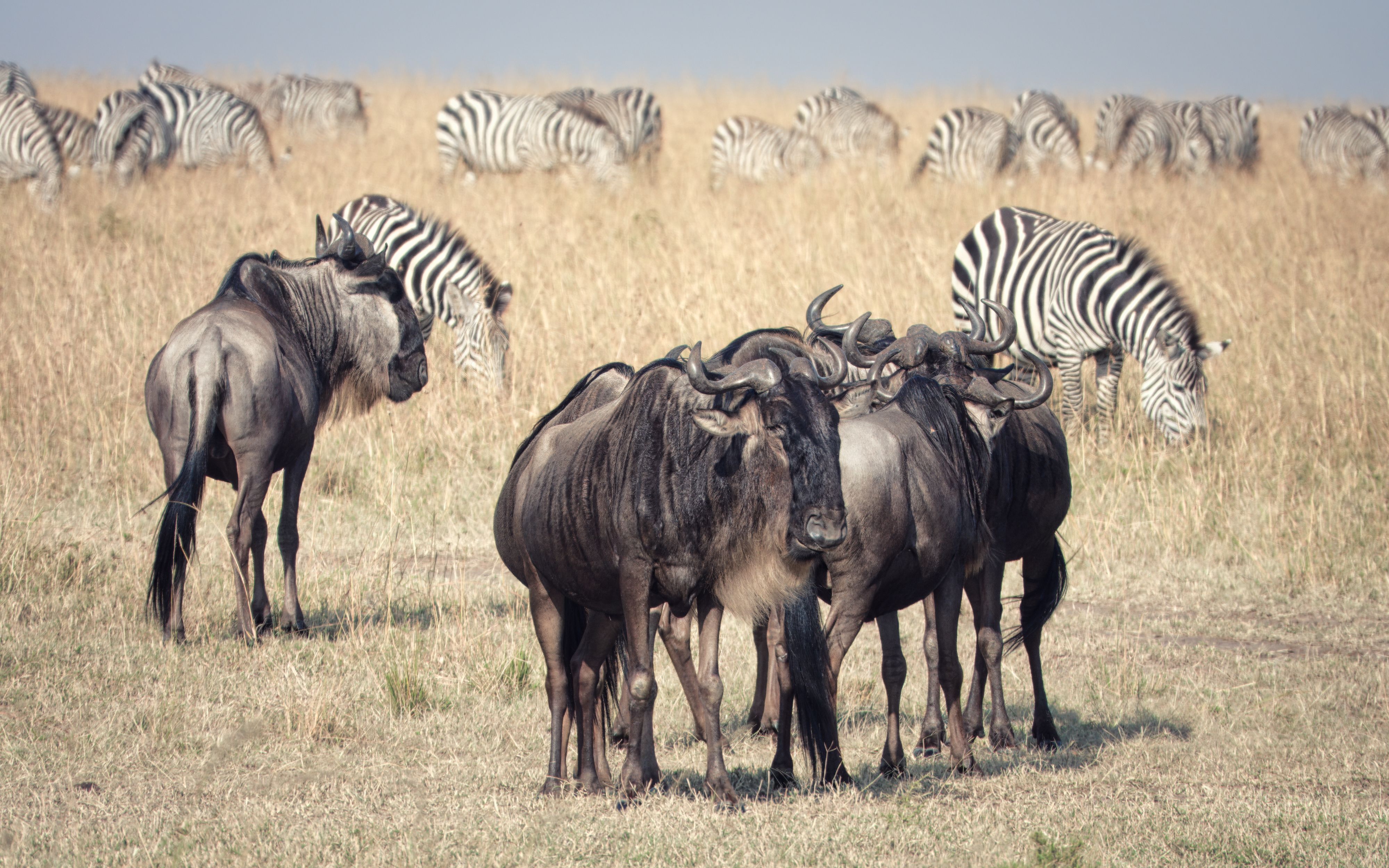 Maasai Mara - Quiet moments